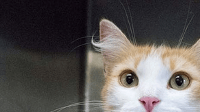 Los gatos han sido bautizados como Dakota y Noodles por el personal de spcaLA.