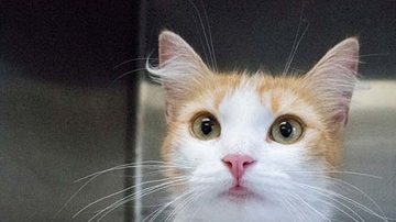 Los gatos han sido bautizados como Dakota y Noodles por el personal de spcaLA.