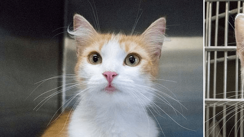 Los gatos han sido bautizados como Dakota y Noodles por el personal de spcaLA.