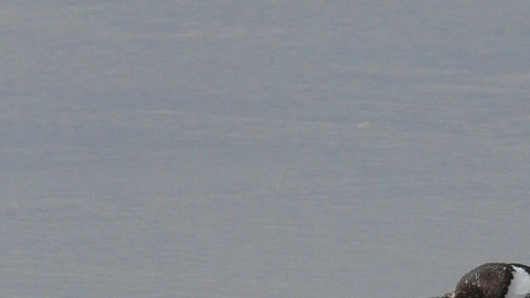 gentoo-penguins-337589_1280