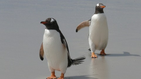 gentoo-penguins-337589_1280