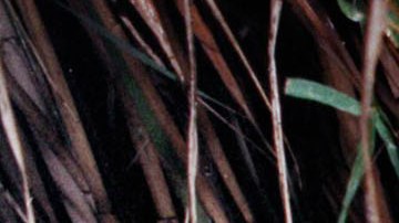 Crece el número de víctimas en la frontera sur