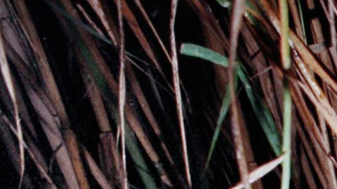 Crece el número de víctimas en la frontera sur