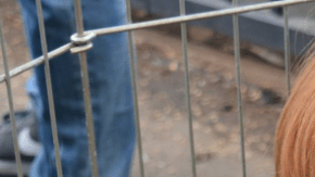 Al adoptar un animal se salvan dos vidas: la de dicho animal y la del que tendrá así un hueco en el refugio.