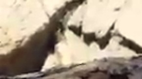 A los jaguares les gusta el agua.