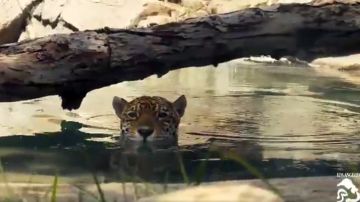 A los jaguares les gusta el agua.