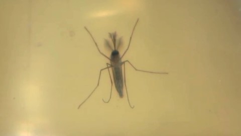 El virus se transmite a través de la picadura de un mosquito infectado.