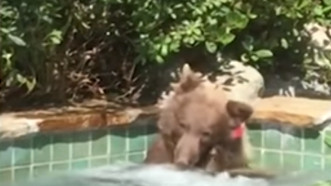 El animal tiene una etiqueta roja en la oreja.