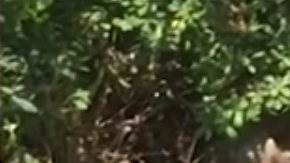 El animal tiene una etiqueta roja en la oreja.