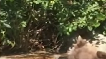 El animal tiene una etiqueta roja en la oreja.