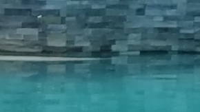 El oso tenía una etiqueta roja, prueba de que ha sido capturado antes.