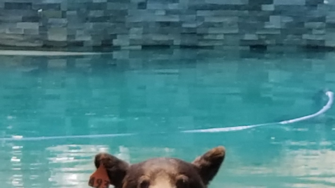 El oso tenía una etiqueta roja, prueba de que ha sido capturado antes.