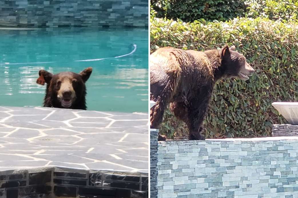 El oso tenía una etiqueta roja, prueba de que ha sido capturado antes.