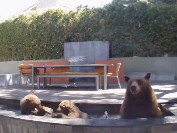 Aunque se ven lindos, las autoridades advierten que los osos siguen siendo animales salvajes de los que hay que tener cuidado.