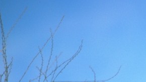 Pese a habitar casi toda California, el puma es difícil de divisar.