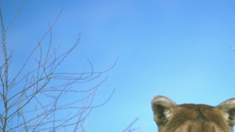 Pese a habitar casi toda California, el puma es difícil de divisar.