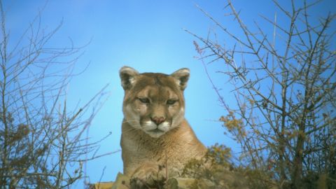 Pese a habitar casi toda California, el puma es difícil de divisar.