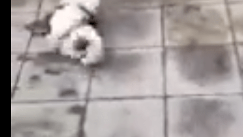 Un perro gira como hizo Neymar aquejado de estar herido tras una falta.
