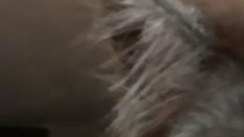 Un gato con esta cara casi humana conquista internet.