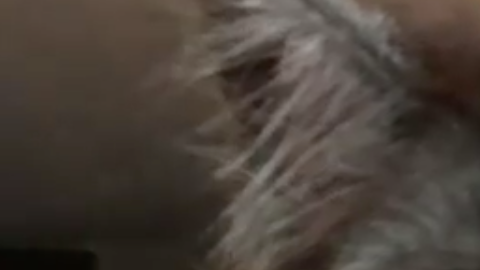 Un gato con esta cara casi humana conquista internet.
