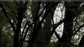 Los oficiales de policía Courtney Brown y Kristee Wilson decidieron arrestar a Webb por exceso de velocidad después de lanzar una moneda virtual para decidir.