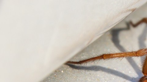 Mordedura araña