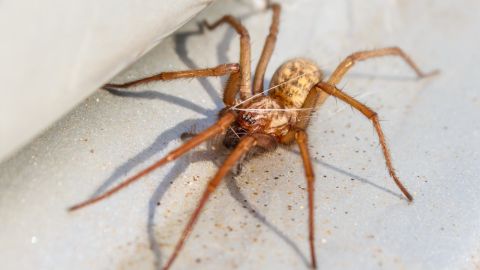 Mordedura araña