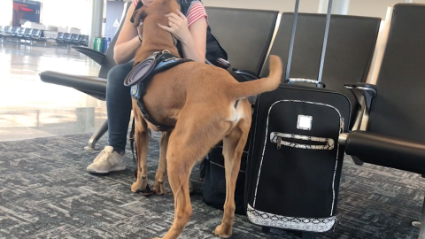 Un perro puede predecir ataques epilépticos e incluso ayudar con enfermedades mentales.