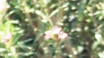 George y Amal Clooney.