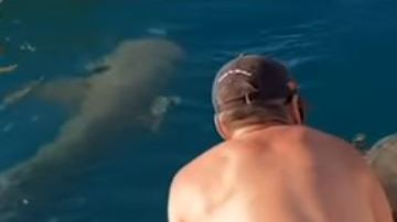 Chica es atacada por un tiburón