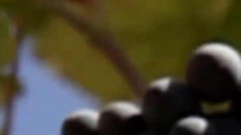 Vinos elaborados tras 2011 contienen el doble de cesio 137.