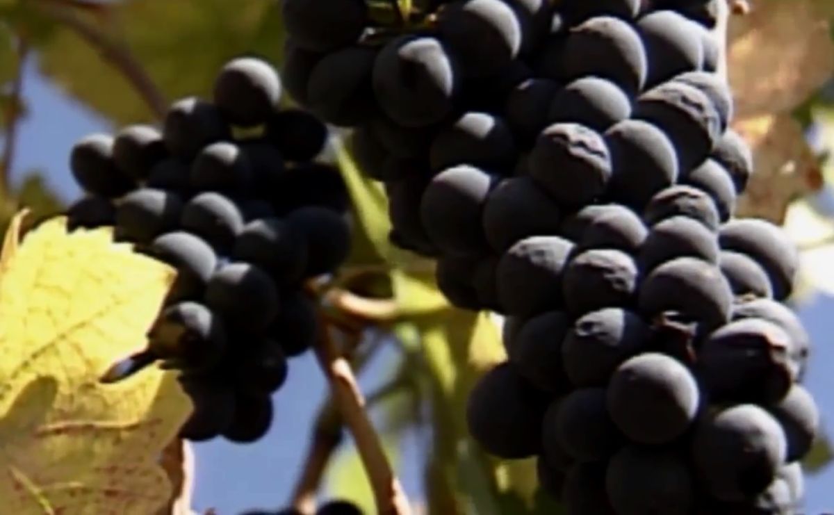 Vinos elaborados tras 2011 contienen el doble de cesio 137.