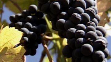 Vinos elaborados tras 2011 contienen el doble de cesio 137.