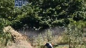 En la reserva, los voluntarios han cuidado de más de 700 especies nativas.