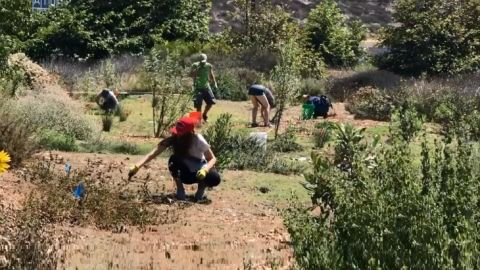 En la reserva, los voluntarios han cuidado de más de 700 especies nativas.