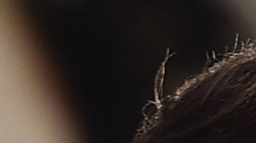 William Levy y David Zepeda