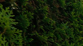 Manuel Eduardo Gómez camina por una calle de Ontario luego de reunirse en Los Ángeles tras casi tres meses de haber sido separados en la frontera. (Aurelia Ventura/La Opinion)