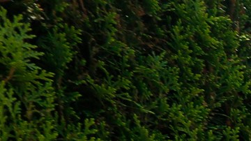 Manuel Eduardo Gómez camina por una calle de Ontario luego de reunirse en Los Ángeles tras casi tres meses de haber sido separados en la frontera. (Aurelia Ventura/La Opinion)