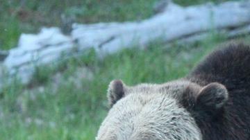 Osos en Yellowstone.