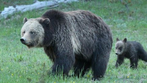 Osos en Yellowstone.