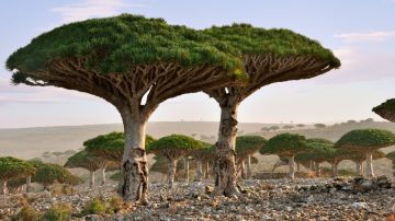 Las islas de Socotra son un prodigio natural.