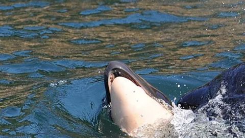 Orca