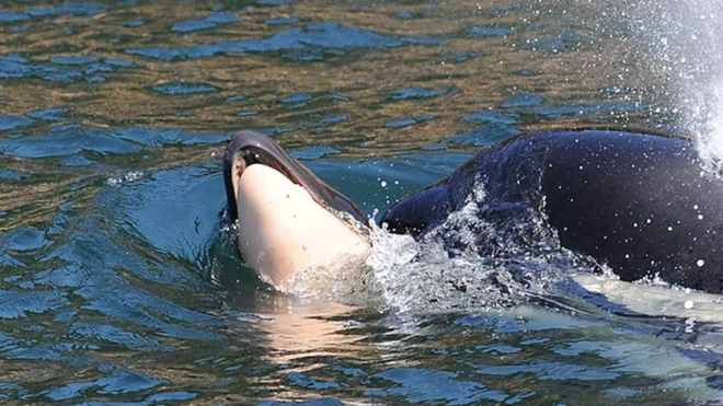 La orca, conocida como J35, no soltaba a su cría muerta.