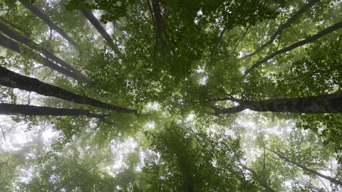 Bosques