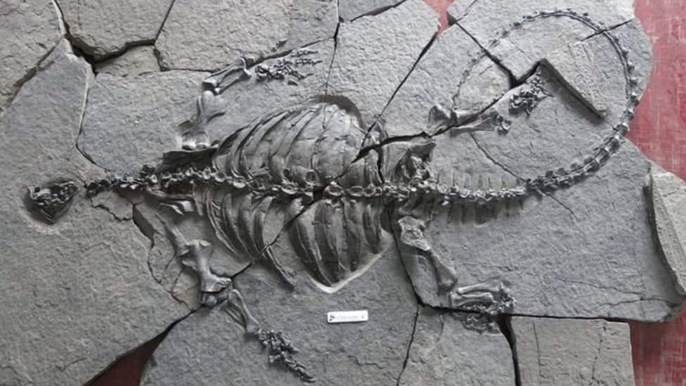 Fue hallado en China y tiene 228 millones de años.