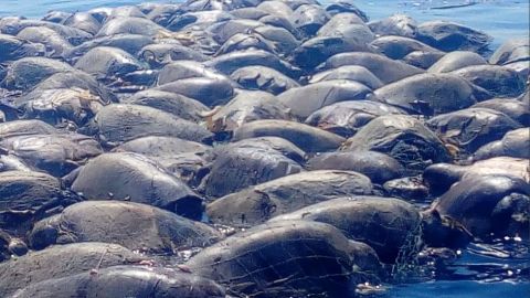 Las tortugas estaban atrapadas por una malla.