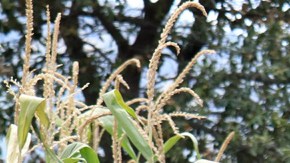 Las fuerzas armadas se enfrentaron a los huachicoleros.