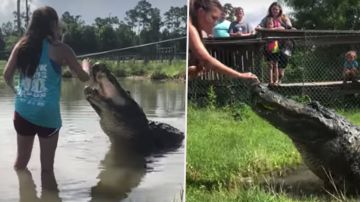 Una joven estudiante arriesga su vida para demostrar su conexión con un cocodrilo.