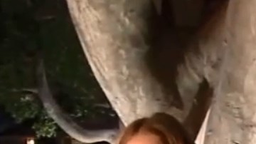 Los residentes de Hollywood quieren salvar sus árboles.