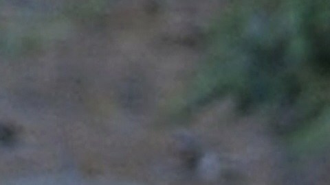 Es difícil escapar de estos animales debido a que corren rápido y pueden trepar árboles.